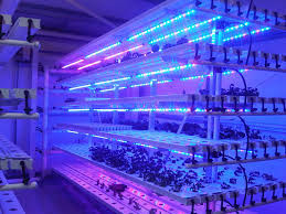 Luci progressive fluorescenti della pianta della serra T5 LED per lattuga, cavolo